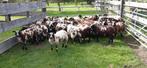 Bonte rammen, Dieren en Toebehoren, Mannelijk, Schaap, 0 tot 2 jaar