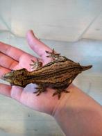 Gargoyle Gekko Vrouw, 0 tot 2 jaar, Tam, Hagedis