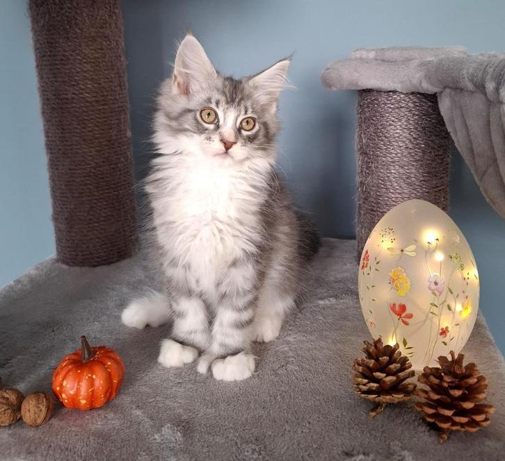 3 stoere maine coon katertjes!, Dieren en Toebehoren, Katten en Kittens | Raskatten | Langhaar, Kater, 0 tot 2 jaar, Gechipt, Ontwormd