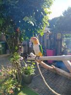 Supertamme witbuik caique., Dieren en Toebehoren, Mannelijk, Papegaai