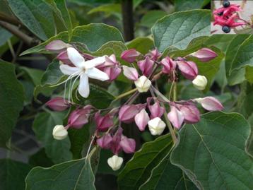 Clerodendrum trichotomum - Kansenboom, pindakaasboom beschikbaar voor biedingen