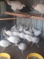 Te koop ongeveer 40 witte volwassen parelhoenders,broed 2025, Dieren en Toebehoren, Meerdere dieren, Overige soorten