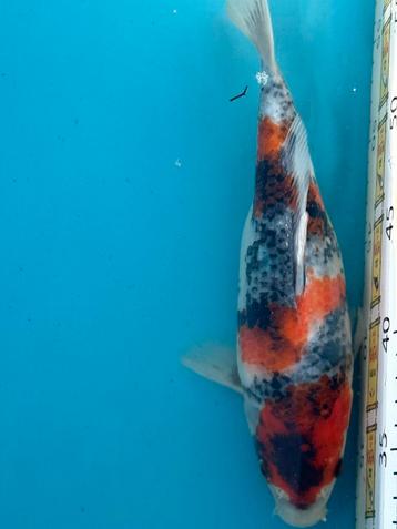 Japanse koi showa beschikbaar voor biedingen