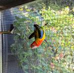 Gold rosella pop van2022, Dieren en Toebehoren, Vogels | Parkieten en Papegaaien, Meerdere dieren, Parkiet