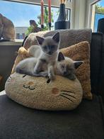 Nog 2 Blue point Blauwe Rus kittens mogen het nest verlaten, Meerdere dieren, Ontwormd, 0 tot 2 jaar