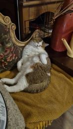 Britse korthaar kater, half jaar oud, Kater