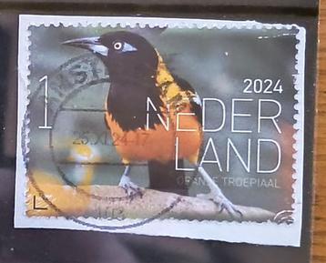 2024, NVPH 4167 - Vogels Bonaire - Oranje troepiaal {A253} beschikbaar voor biedingen