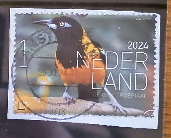 2024, NVPH 4167 - Vogels Bonaire - Oranje troepiaal {A253}, Postzegels en Munten, Postzegels | Nederland, Postfris, Na 1940, Ophalen of Verzenden