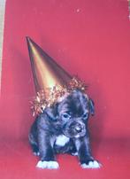voor het kind - hond met feestmuts - nieuw, Verzenden, 1980 tot heden, Ongelopen, Overige thema's