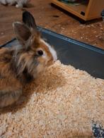 Konijnen te koop, Dieren en Toebehoren, Konijnen, Mannelijk, Groot