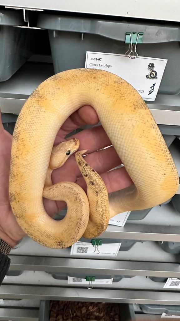 Mooi koppeltje clowns ball pythons