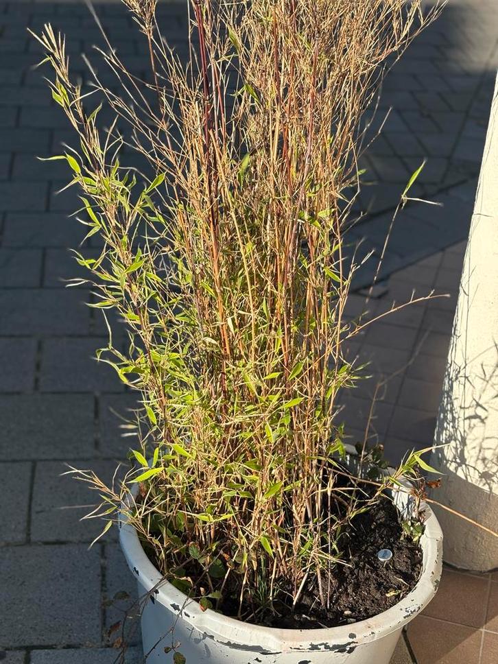 Bamboe in pot, Tuin en Terras, Planten | Tuinplanten, Vaste plant, Siergrassen, Halfschaduw, Bloeit niet, Ophalen of Verzenden