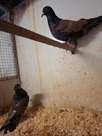 Koppel sierduiven, Dieren en Toebehoren, Vogels | Duiven, Meerdere dieren, Overige soorten