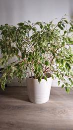 Ficus benjamina variegata - zonder witte pot, Ophalen, Ficus, Minder dan 100 cm, Volle zon