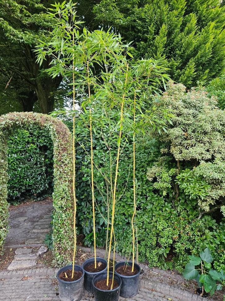Bamboe geel, Tuin en Terras, Planten | Tuinplanten, Vaste plant, Overige soorten, Halfschaduw, Bloeit niet, Ophalen