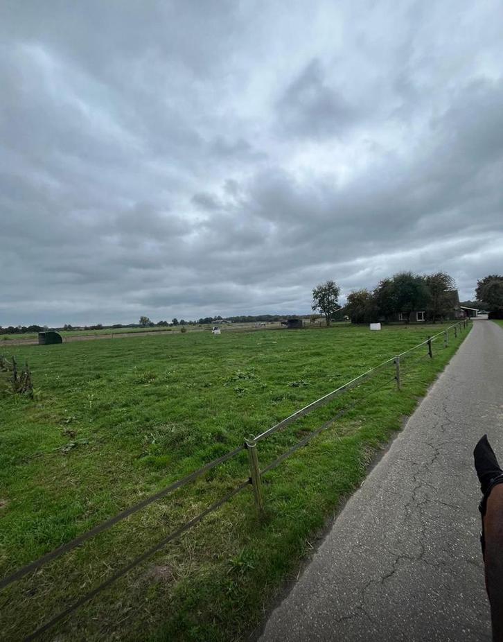 Stalling en weidegang daarle, Dieren en Toebehoren, Stalling en Weidegang, Stalling