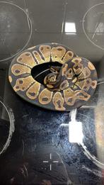 Koningpython 1.0 wild, Dieren en Toebehoren, Reptielen en Amfibieën, Slang