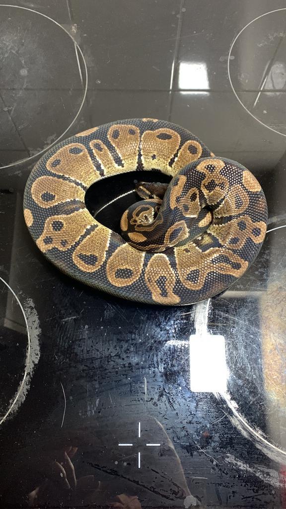 Koningpython 1.0 wild