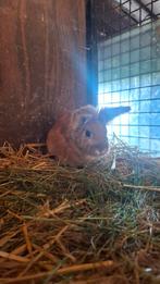 Gratis op te halen, Dieren en Toebehoren, Konijnen, Meerdere dieren, Middelgroot, Hangoor, 3 tot 5 jaar
