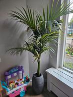 Grote plant met Pot, Huis en Inrichting, Kamerplanten, 100 tot 150 cm, Palm, In pot, Groene kamerplant