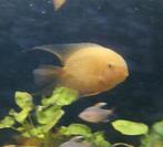 Heros severus red spotted, Vis