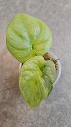 Alocasia Silver Dragon GoG Variegata #2, Ophalen of Verzenden, Halfschaduw, Minder dan 100 cm