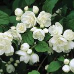 **GOEDKOOP** Philadelphus virginal, witte boeren jasmijn, Tuin en Terras, Ophalen of Verzenden, Overige soorten, Struik, 100 tot 250 cm