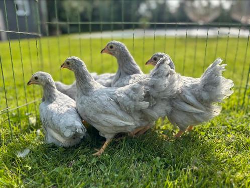Jonge Wyandotte krielhennen en evt een haan, parelgrijs, Dieren en Toebehoren, Pluimvee