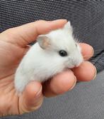 Jonge dwerghamsters handtam, Dieren en Toebehoren, Knaagdieren, Hamster, Meerdere dieren, Tam, Oktober
