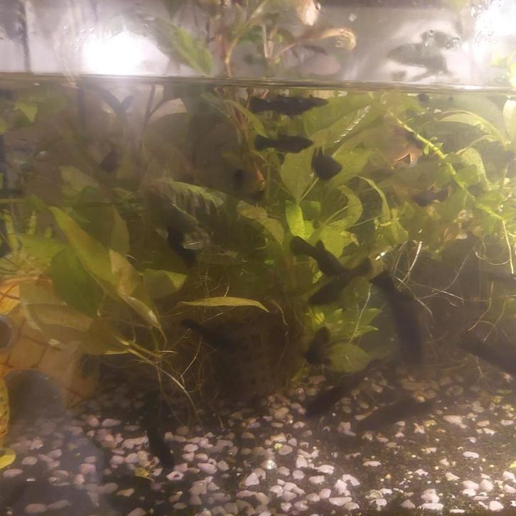 Blackmollies vissen, Dieren en Toebehoren, Vissen | Aquariumvissen, Vis
