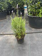 Lavendel, Tuin en Terras, Ophalen, Overige soorten, Minder dan 100 cm