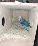 Engels paartje grasparkieten, Dieren en Toebehoren, Vogels | Parkieten en Papegaaien, Meerdere dieren, Parkiet