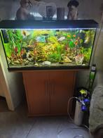 1meter bak incl. vissen, Dieren en Toebehoren, Vissen | Aquaria en Toebehoren, Ophalen, Zo goed als nieuw, Gevuld zoetwateraquarium