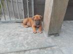 Prachtige Rhodesian Ridgeback puppies, Dieren en Toebehoren, 8 tot 15 weken, CDV (hondenziekte), Meerdere, Meerdere dieren