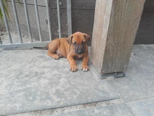 Prachtige Rhodesian Ridgeback puppies, Dieren en Toebehoren, Honden | Beagles, Bassets en Lopende honden, Meerdere dieren, Particulier