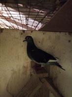 Nog 10 late jongen fond, Dieren en Toebehoren, Meerdere dieren, Postduif