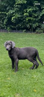 Labrador, Dieren en Toebehoren, Nederland, CDV (hondenziekte), 8 tot 15 weken, Labrador retriever