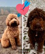 Labradoodle pups, Overige rassen, 8 tot 15 weken, Meerdere, Meerdere dieren