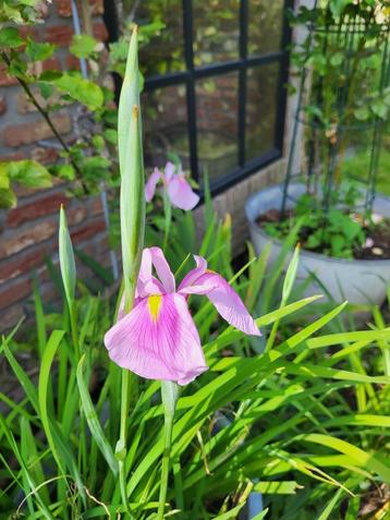 Zaden Iris ensata roze beschikbaar voor biedingen