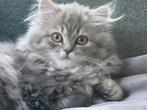 3 brits langhaar kittens (nog 1 beschikbaar), Dieren en Toebehoren, Meerdere dieren, Ontwormd, 0 tot 2 jaar