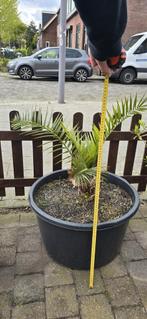 Palm planten te koop, Tuin en Terras, Planten | Tuinplanten, Overige soorten, Ophalen, Bloeit niet
