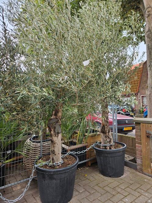 Diverse maten olijfbomen dunne / dikke stam, Tuin en Terras, Planten | Bomen, Olijfboom, 100 tot 250 cm, Volle zon, Ophalen of Verzenden
