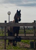Gezocht: stalling & weidegang omgeving Heerhugowaard., Dieren en Toebehoren, Stalling en Weidegang, Weidegang, 2 of 3 paarden of pony's