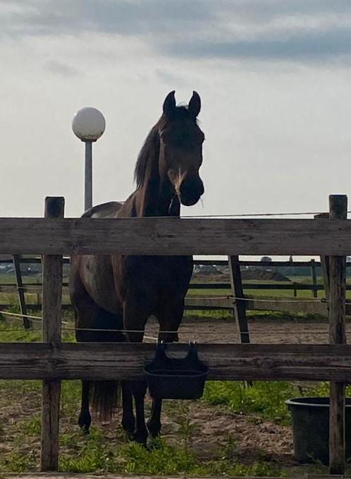 Gezocht: stalling & weidegang omgeving Heerhugowaard., Dieren en Toebehoren, Stalling en Weidegang, Stalling, Weidegang, 2 of 3 paarden of pony's