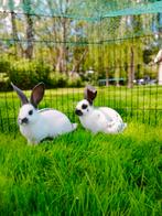 Koppel jonge konijnen, Dieren en Toebehoren, Konijnen, Mannelijk