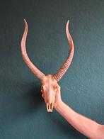 Replica Antilope-Schedel – Realistisch, Verzamelen, Dierenverzamelingen, Ophalen of Verzenden, Zo goed als nieuw, Schedel