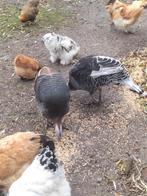 1 grote kalkoen, Meerdere dieren, Kalkoen