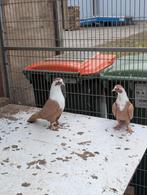 Syrische duiven koppel, Dieren en Toebehoren, Vogels | Duiven, Meerdere dieren, Overige soorten