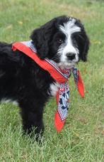 Gave bernerdoodle pups, mag het nest verlaten, Dieren en Toebehoren, Honden | Niet-rashonden, Reu, CDV (hondenziekte), 8 tot 15 weken