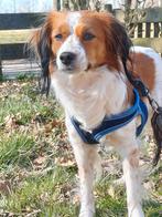Kooiker dekreu aangeboden, Reu, Eén hond, 3 tot 5 jaar, Nederland